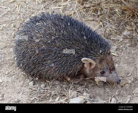 The long eared hedgehog hi-res stock photography and images - Alamy