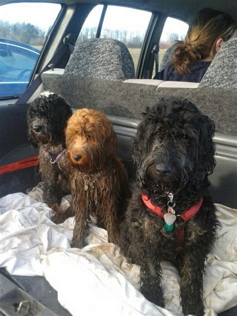 Image result for Cockapoo Training Bells