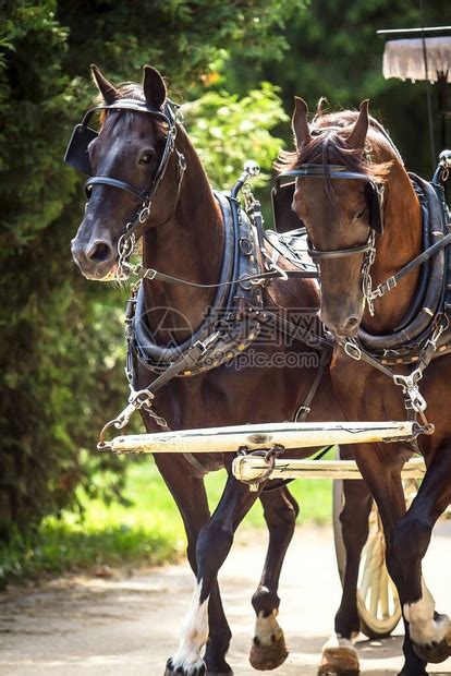 两匹马骑拉着瓦贡密歇根高清图片下载-正版图片506604030-摄图网