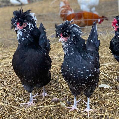 Houdan Chicken: Eggs, Height, Size and Raising Tips