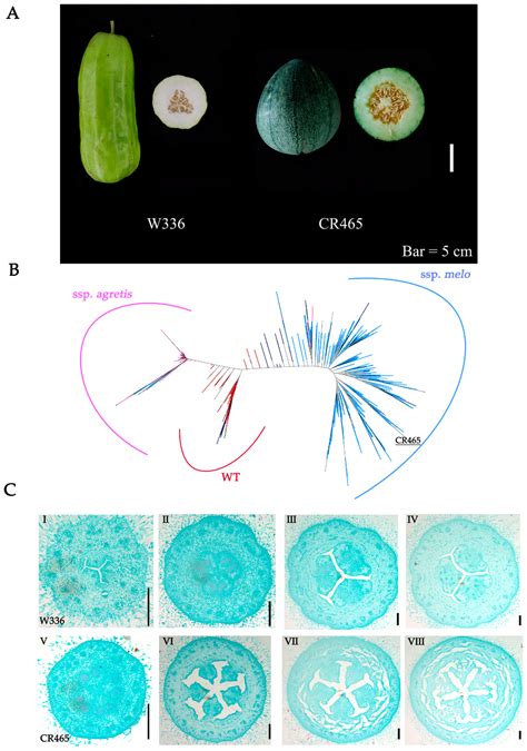 Novel Allelic Gene Variations in CmCLAVATA3 (CmCLV3) Were Identified in ...