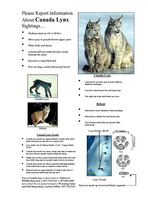 Lynx Vs Bobcat