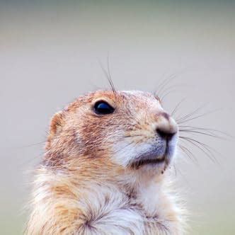 Edifier R2000DB Powered Bluetooth Bookshelf Speakers Black Price: Buy ...