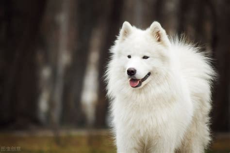 萨摩耶犬多少钱一只(萨摩耶犬适合家养吗？) | 说明书网