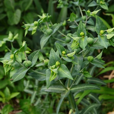 Gopher Spurge, Caper Spurge, Mole Plant
