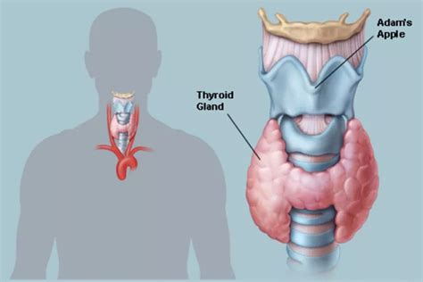 World thyroid day 2019 thyroid symptoms cause treatment medicine home ...