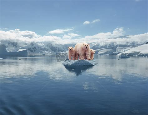 冰上的北极熊图片素材-正版创意图片500421147-摄图网