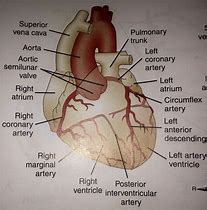 Artery 的图像结果