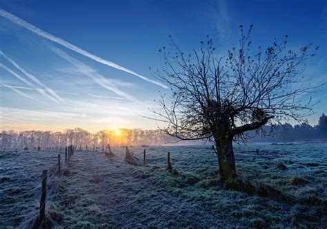 Download wallpaper field, tree, the fence, morning, cattle, section ...