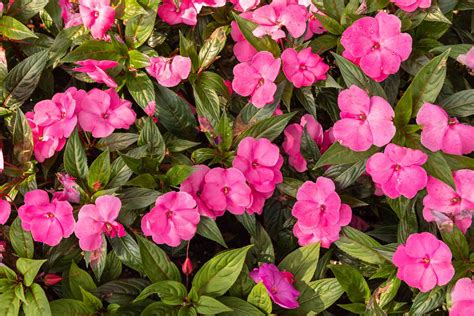 New Guinea Impatiens: Plant Care & Growing Guide