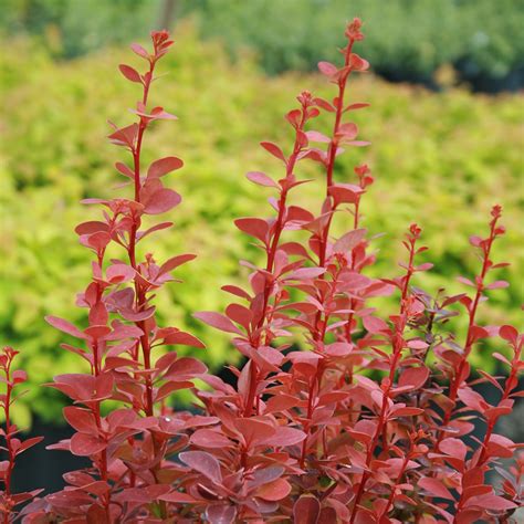 Berberis Thunbergii Orange Rocket Japanese Barberry | SiteOne
