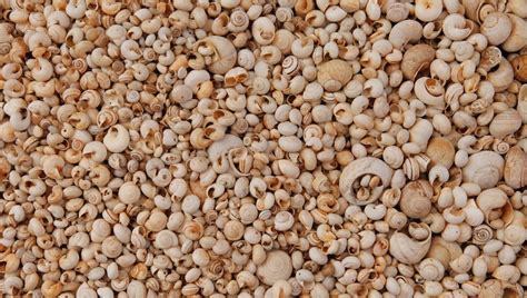 Image result for Mussel Shells Use