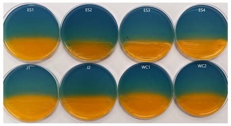 Metallophore Activity toward the Rare Earth Elements by Bacteria ...