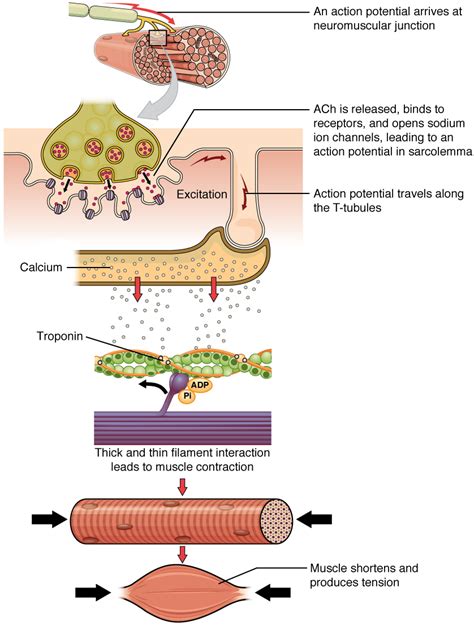 Image result for Muscle Fiber Contraction Experiment