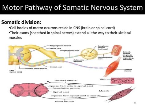 Image result for Somatic Nervous System Function