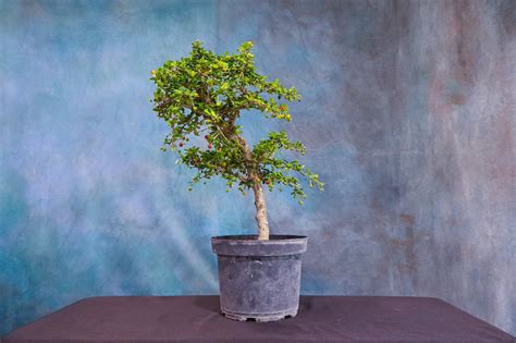 ‘Small Leaf’ Fukien Tea – One of a Kind Pre-Bonsai – Wigert’s Bonsai