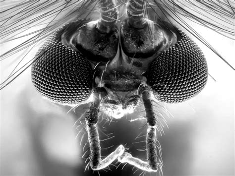 Malaria has been killing humans since the time of Egyptian mummies. Can ...