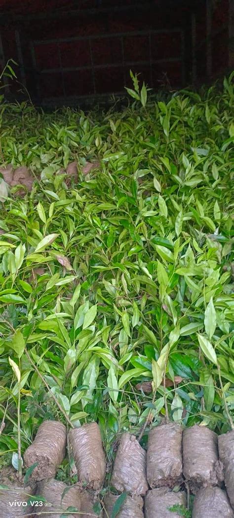 Forestry Plants, Medicinal Plants, Fruit Plants, Ornamental Tree ...