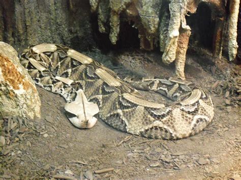 Adventures: Cape Fear Serpentarium