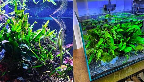 Image result for Growing Java Fern in a Bucket