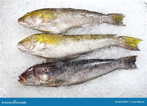 Tipos de pescados imagen de archivo. Imagen de caballa - 60159991