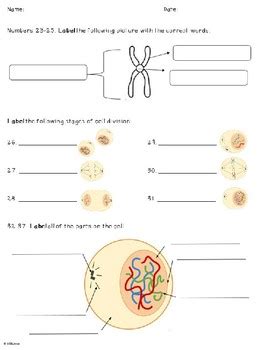 Free Science Lessons Cell Division 的图像结果