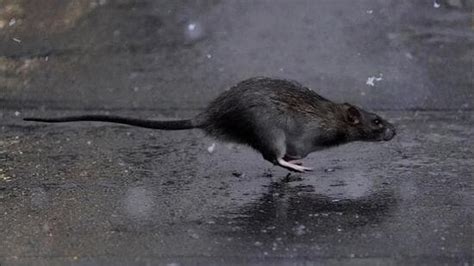 Chandigarh administration prohibits use of glue traps for rodent ...