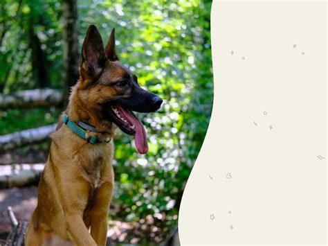 Belgian Malinois dog breed profile