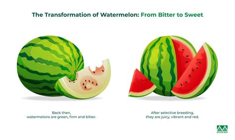 Selective Breeding Ancient Biotechnology Examples 的图像结果