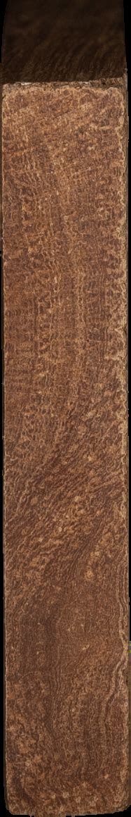 Backhousia sciadophora [HD image] | KFRI Xylarium