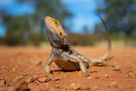 Types of Bearded Dragons » View Different Types, Colors, & Species