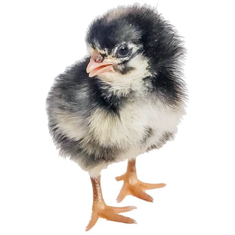 Barred Rock Chicks - Huxley's Homestead