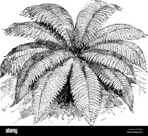 . Ferns and fern culture: their native habitats, organisation, habits of growth, compost for ...