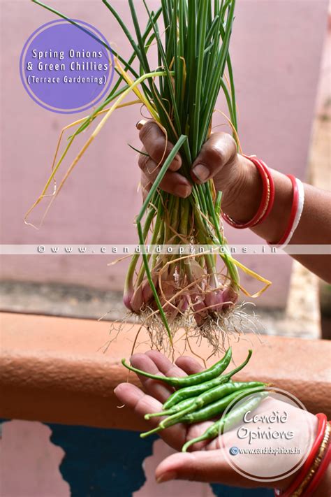 Photo Story 30: Urban Gardening (Spring Onions and Green Chillies ...