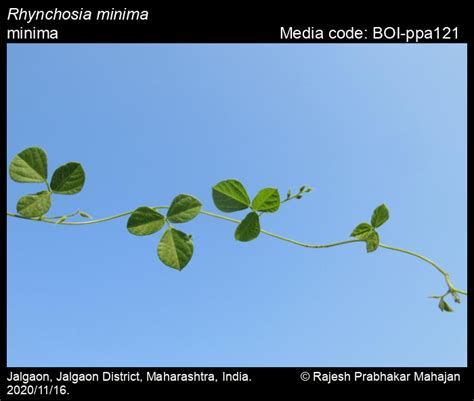 Rhynchosia minima | Butterfly