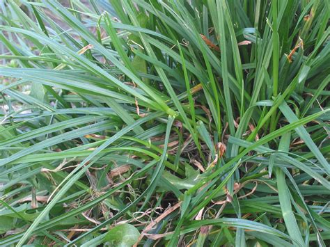 Perennial Ryegrass Characteristics