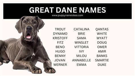 415+ Labrador Names (With Meanings)