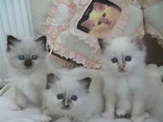 kitten for sale birman kittens for sale stockport greater manchester kitten for sale birman kittens for sale stockport greater manchester