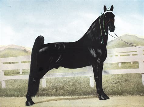 Flat Shod Tennessee Walking Horses