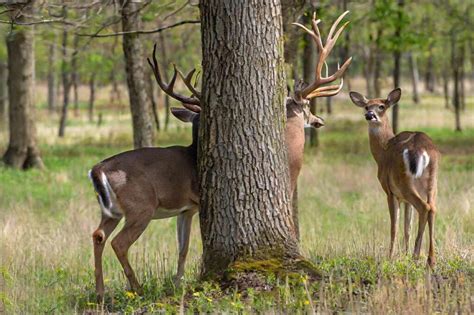 North Carolina Deer Season 2025-2026: Latest Schedules, Licenses ...
