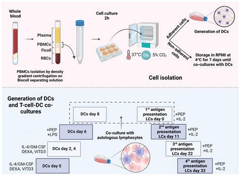 Myelin Oligodendrocyte Glycoprotein (MOG)35–55 Mannan Conjugate Induces ...