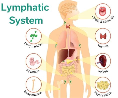 Image result for Lymphatic system Functions