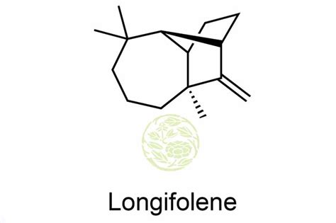 Longifolene Good Sents Woody perfumery