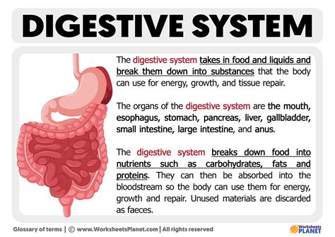 Image result for Food Digestive System