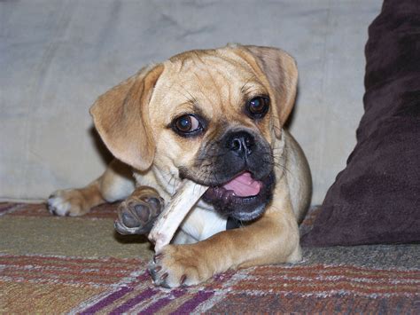 Can Dogs Eat Uncooked Chicken Bones? – Pet Help Reviews UK