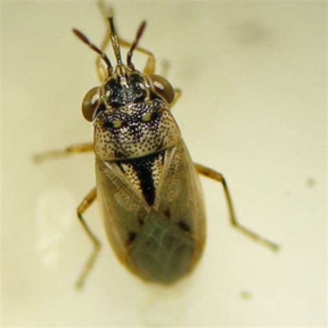 Big-eyed Bugs - Geocoris spp. - Northwest Potato Research Consortium
