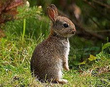 Image result for British Wild Rabbit