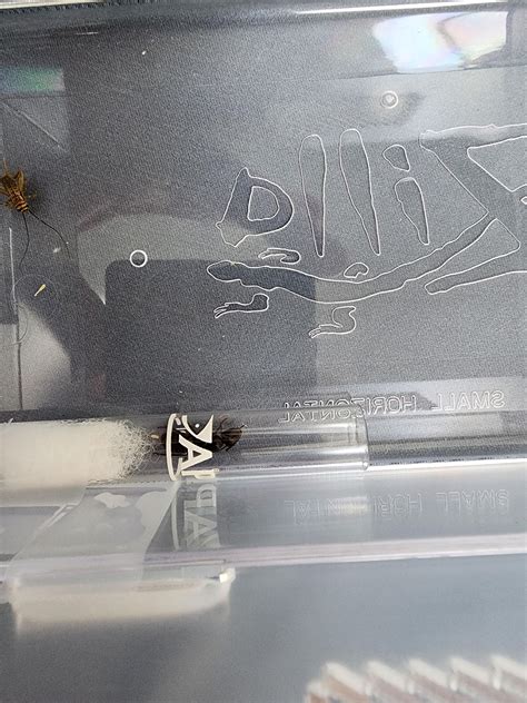 got my first queen yesterday found inside petco "i work at" during a ...