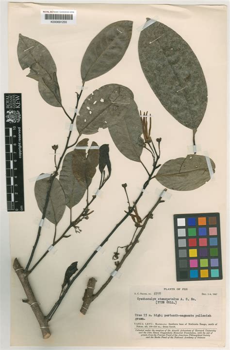 Drepananthus vitiensis (A.C.Sm.) Survesw. & R.M.K.Saunders | Plants of ...