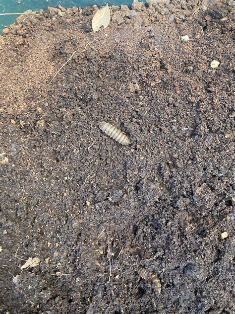 The Family Armadillidiidae (also known as Pill Bugs, Doodle Bugs, or ...